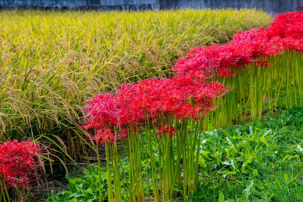 日本の秋の風景 稲穂と彼岸花