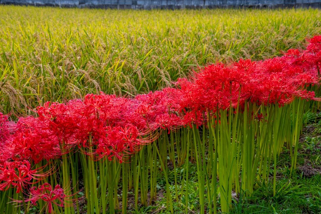 日本の秋の風景 稲穂と彼岸花