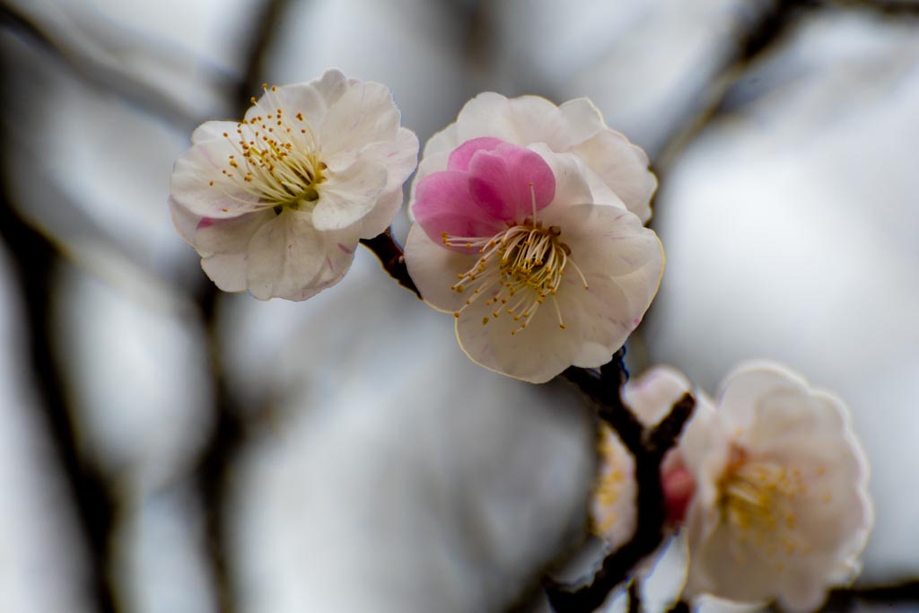 今週の高幡不動尊 2 15 梅 思いのまま が咲いた そして河津桜も