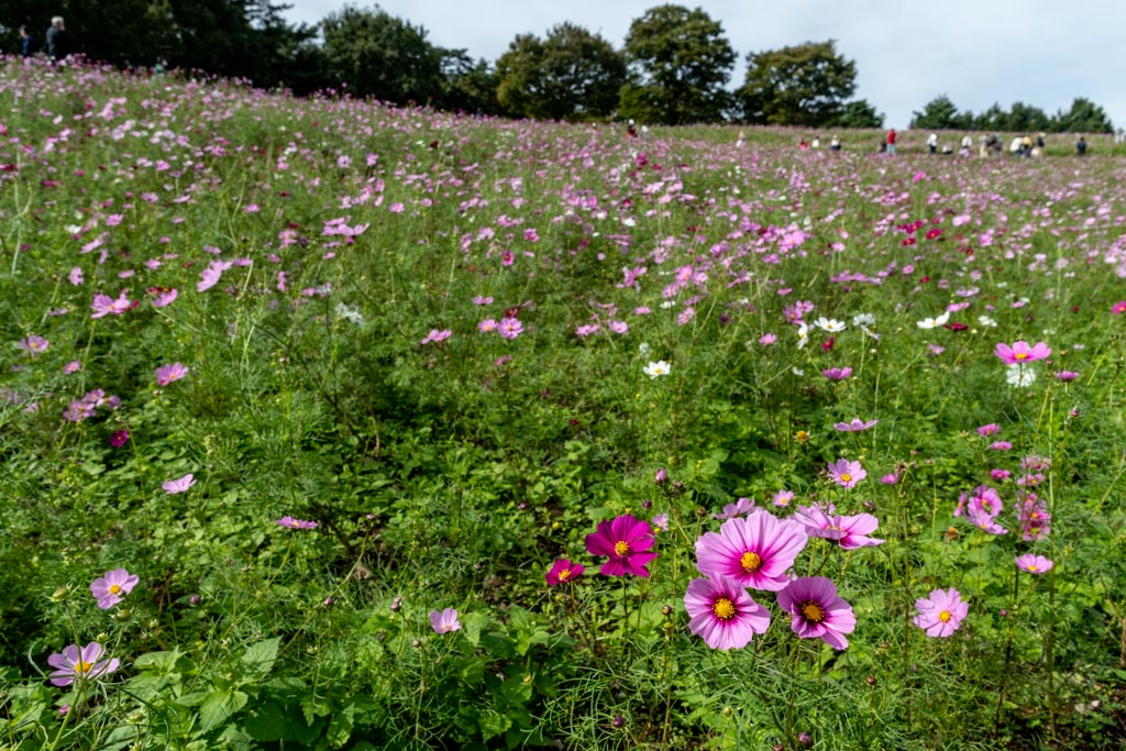 昭和記念公園 花の丘のコスモス 10 18