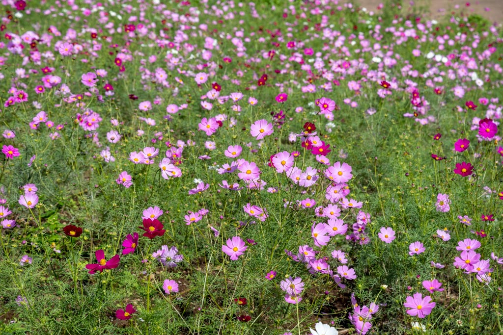 昭和記念公園 花の丘のコスモス 10 18