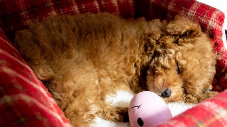 昭和記念公園 こもれびの丘 （10/18）＋ 新しい家族（うみ）