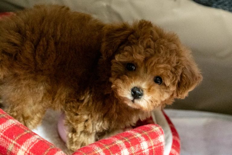 昭和記念公園 こもれびの丘 （10/18）＋ 新しい家族（うみ）