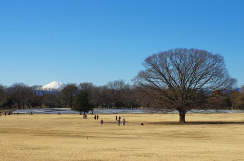 昭和記念公園201501-4