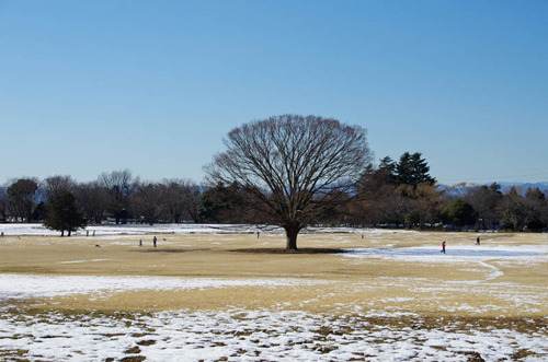 昭和記念公園201301-4