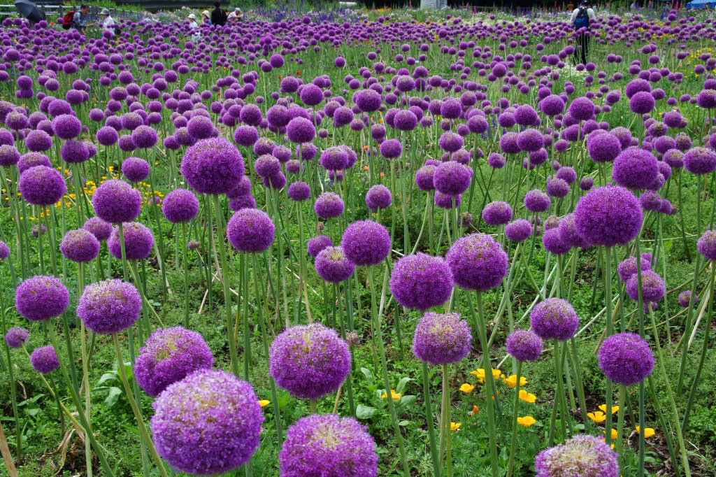 昭和記念公園 Vol 10 紫のねぎ坊主