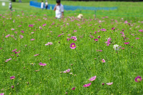 昭和記念公園201108-6