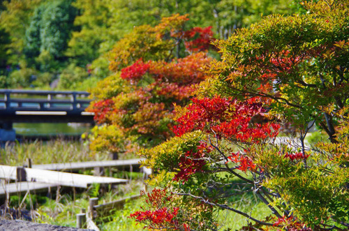 昭和記念公園201210-10