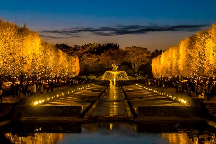 昭和記念公園イチョウ並木ライトアップ2018