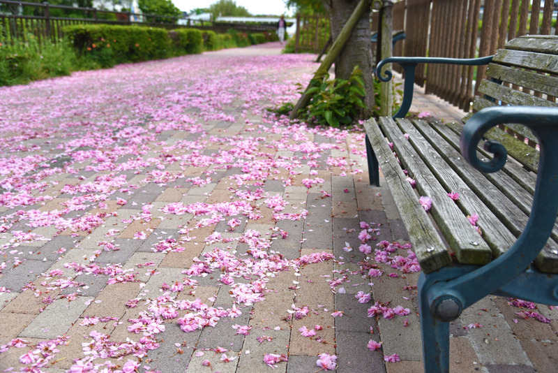 散歩道の八重桜