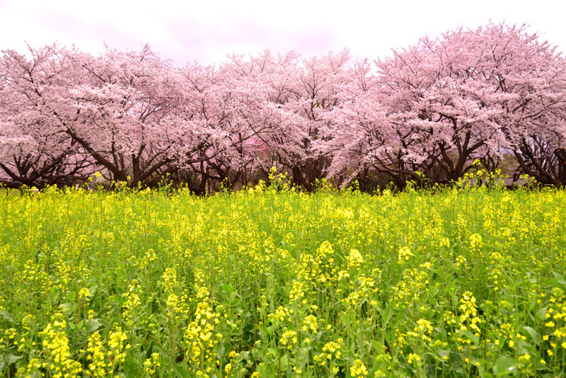 昭和記念公園 桜と菜の花