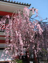 高幡不動の垂れ桜-1