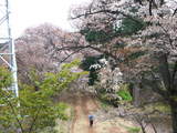高尾山0420山桜と登山道