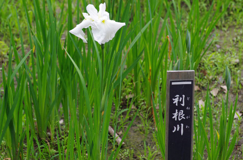 昭和記念公園201106-7