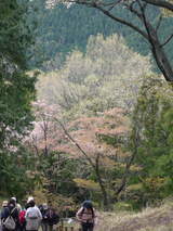 高尾山0420山桜と新緑