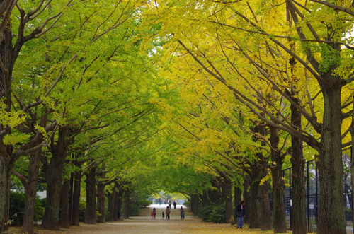 昭和記念公園201111-13