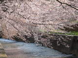 根川の桜