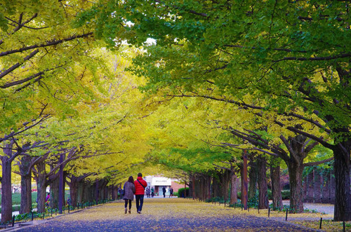 昭和記念公園201311-11