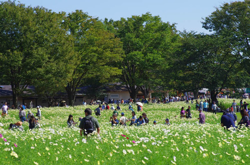 昭和記念公園201310-11
