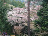 高尾山0420登山道脇の山桜
