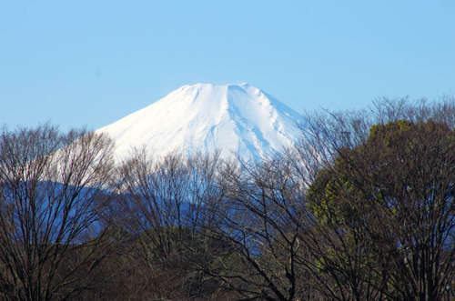 昭和記念公園201501-5