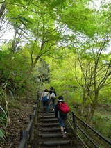 高尾山0420新緑の登山道