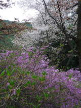 高尾山0420ツツジと桜