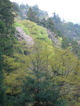 高尾山0420新緑と山桜