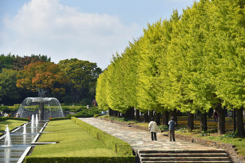 昭和記念公園201510-10