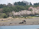本栖湖湖畔からの桜
