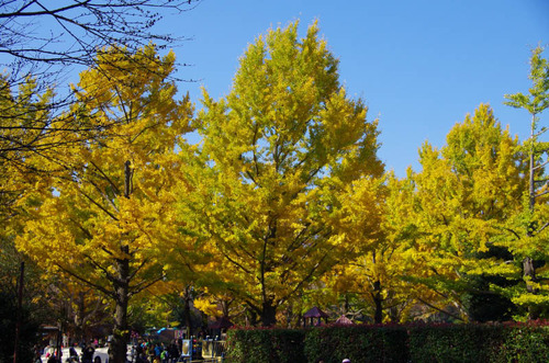 昭和記念公園201111-7