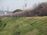 多摩川堤防の桜１