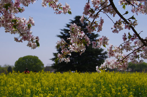 昭和記念公園菜の花と桜201104-9
