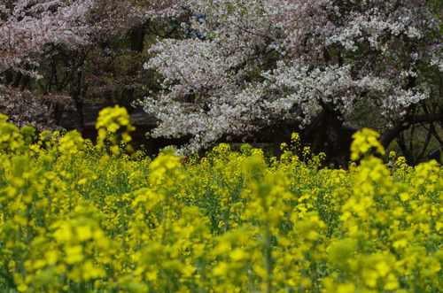 昭和記念公園菜の花と桜201104-7