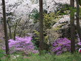 高尾山0420ツツジと桜