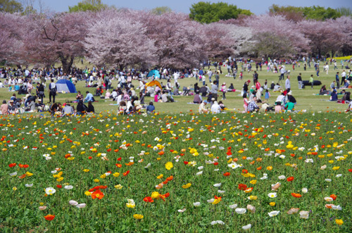 昭和記念公園201104-9