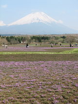 富士芝桜富士山１