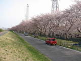 多摩川堤防の桜２